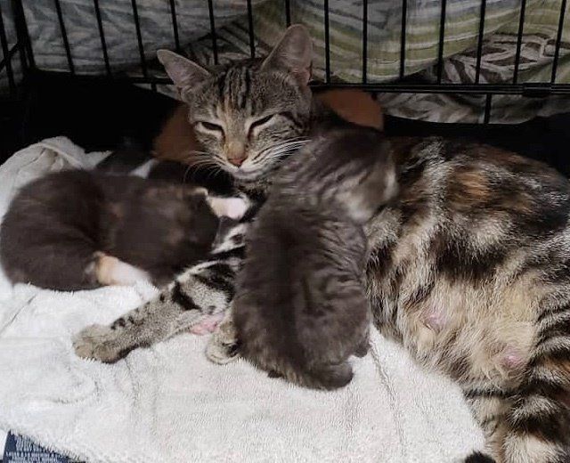 Женщина помогла бездомной кошке, а та решила показать ей свое семейство