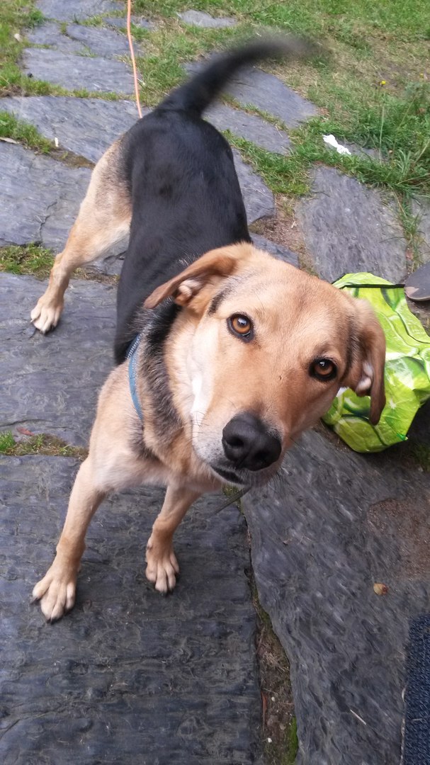 Бродячий пес,живший неподалеку от дома волонтера, пропал со своего места
