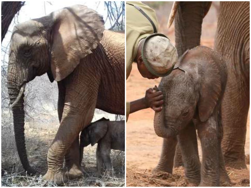 Благодарная слониха привела к спасателям своего детеныша