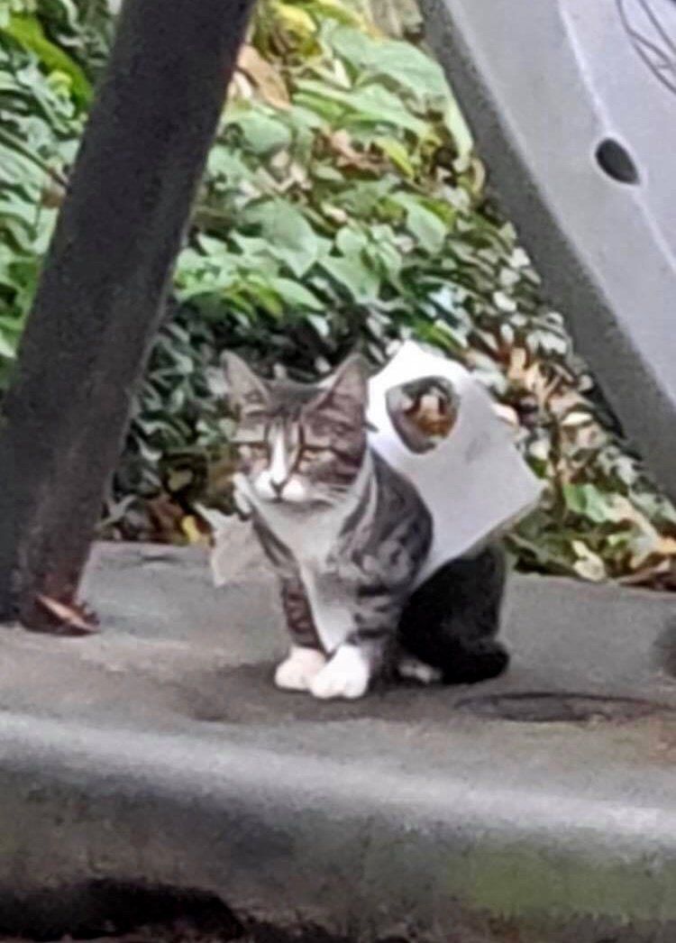 Пугливая кошка, застрявшая в пластиковой упаковке, сторонилась людей