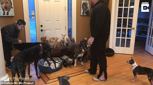 Чудеса дрессировки: как заставить 17 собак позировать для фото