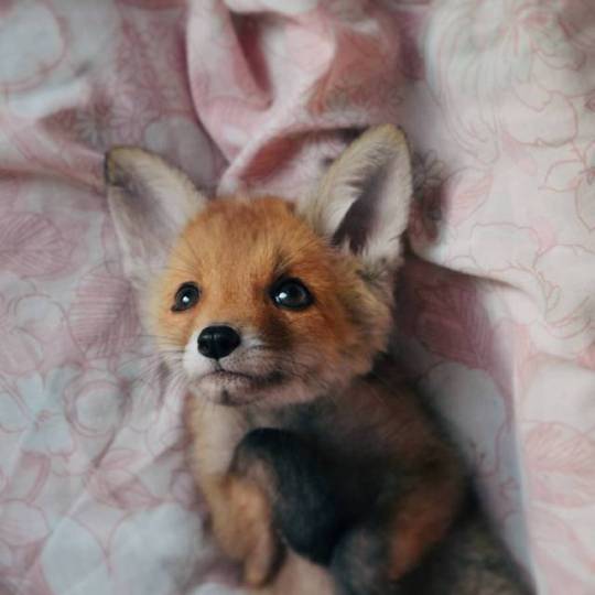 20 забавных и милых фото лисиц, которые заставят посмотреть на этих животных по-новому