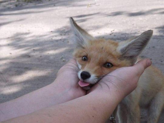 20 забавных и милых фото лисиц, которые заставят посмотреть на этих животных по-новому