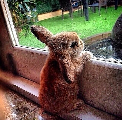 20 смешных фотографий пушистых кроликов, которые способны умилить любого