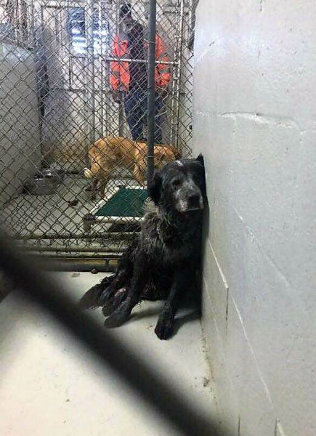 Раненый пес лежал в клетке приюта, умоляюще смотря на каждого посетителя 