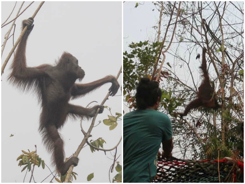 Среди пожара по обломкам деревьев прыгали беспомощные орангутаны 