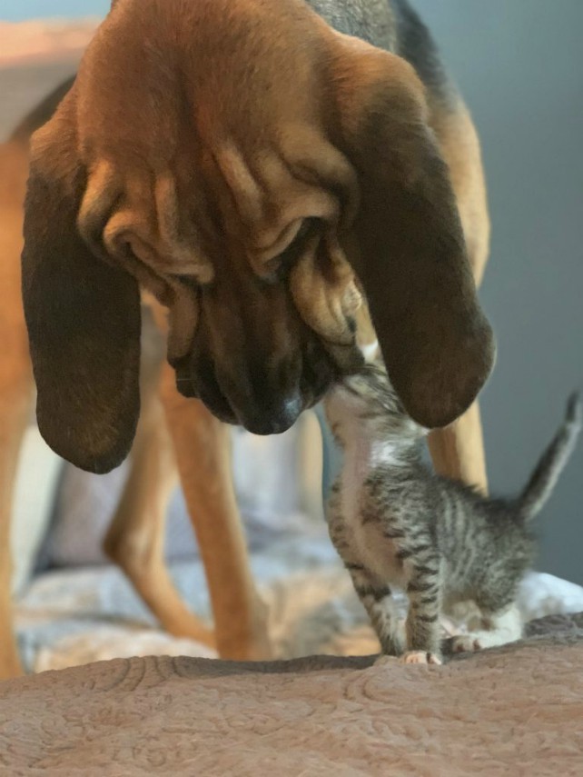Руби - надежная защитница своего маленького кошачьего друга
