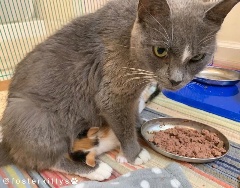 Раненая мать-кошка любой ценой защищала своих котят