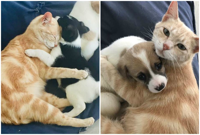 Кошка потеряла своих котят, но заменила маму осиротевшим щенкам