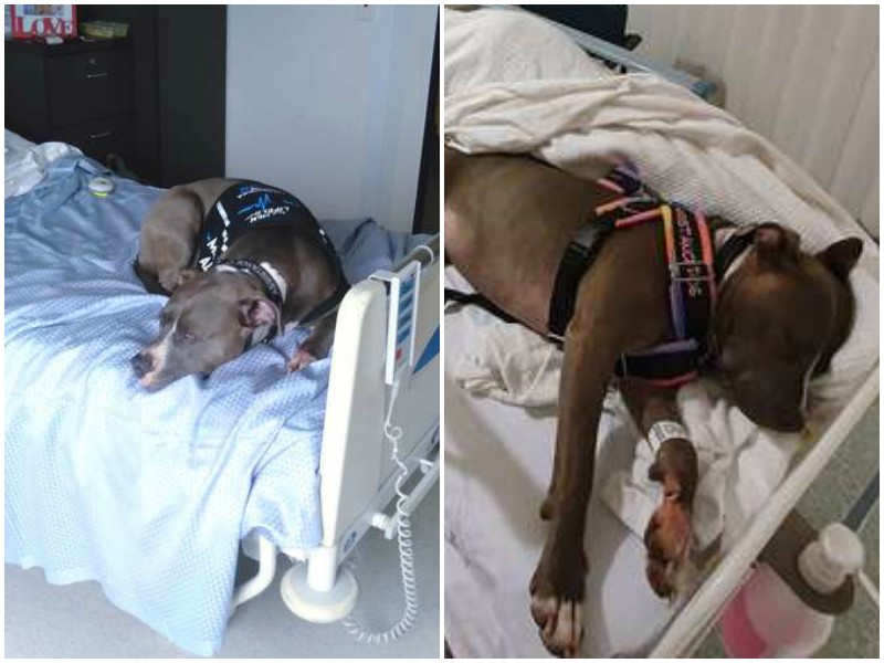 Верная собака лежала на больничной койке, ни на минуту не оставляя хозяйку 
