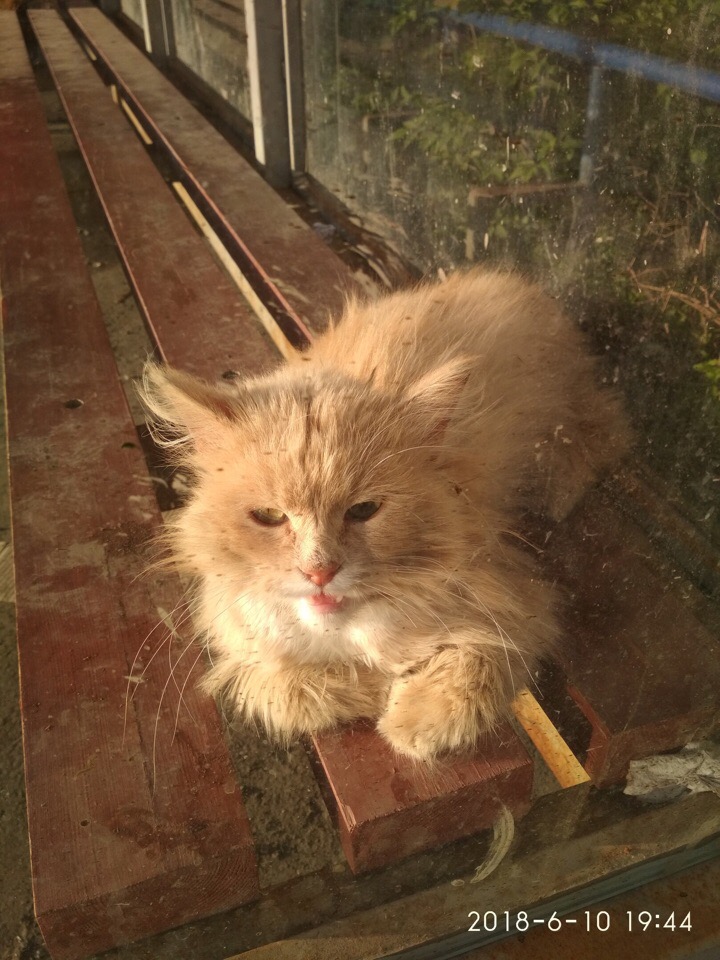 Потрепанный кот неделю сидел на остановке и звал на помощь людей