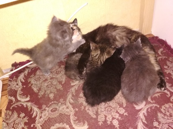 Кошка притащила своих новорожденных котят в воинскую часть