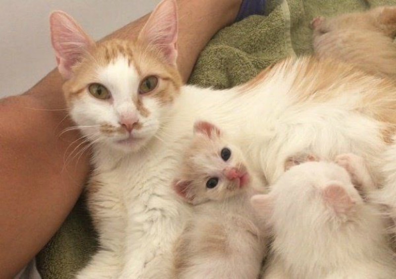 Кошка-мать всеми силами защищала котят, несмотря на свое состояние