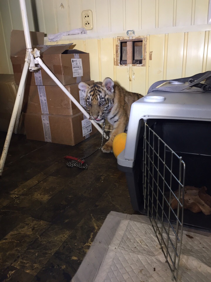 Мужчина почти украл тигренка из клетки, но в дело вмешалась тигрица
