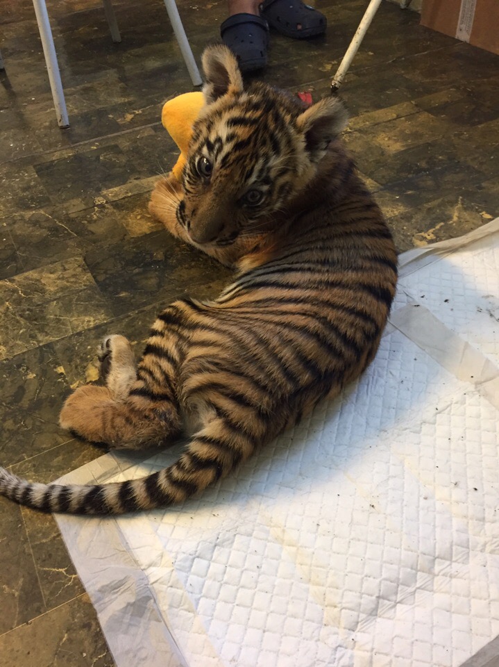 Мужчина почти украл тигренка из клетки, но в дело вмешалась тигрица