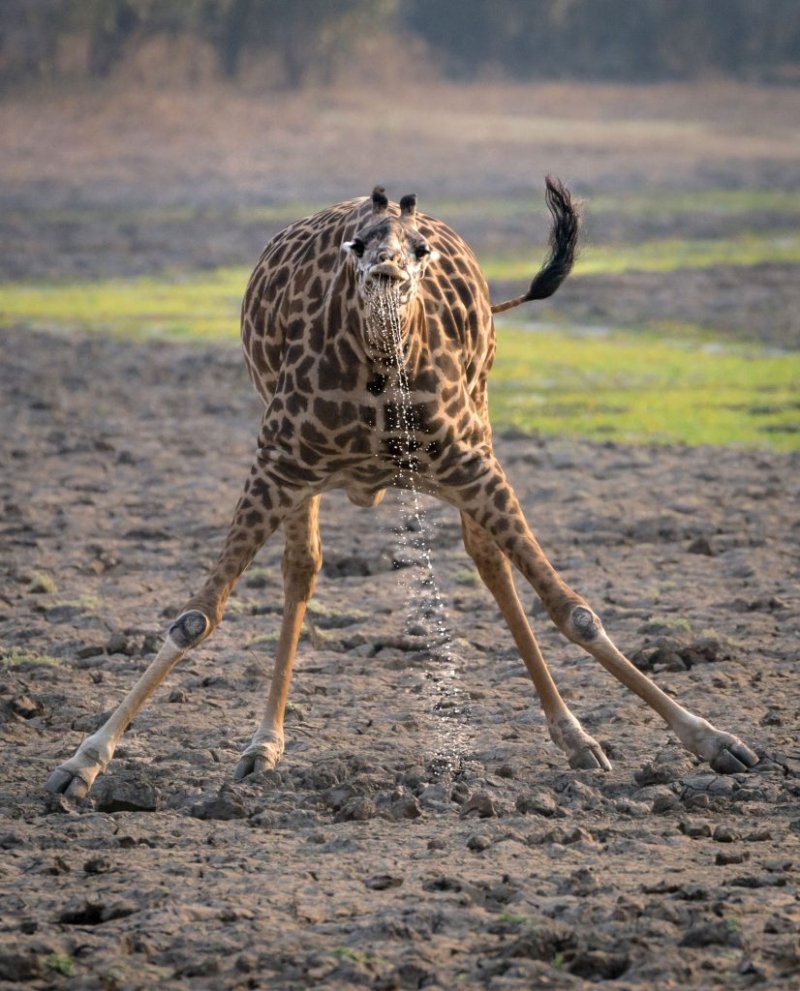Тяжело быть высоким: жираф смешно пытается попить