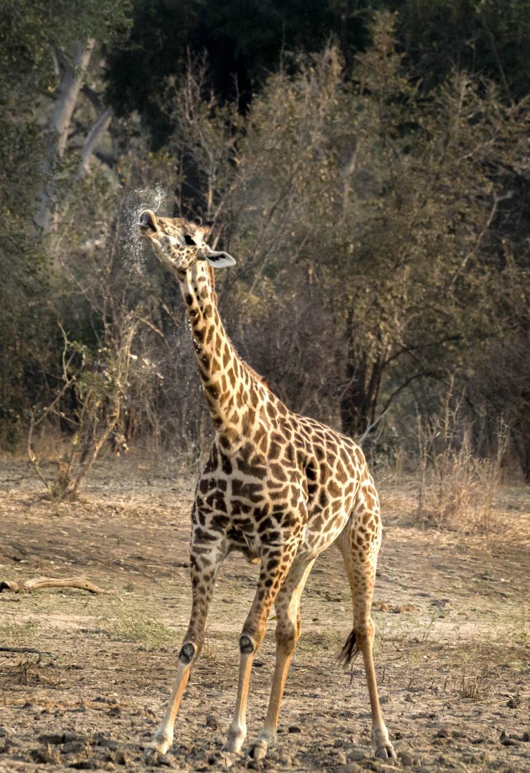Тяжело быть высоким: жираф смешно пытается попить