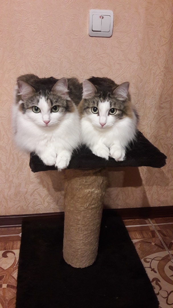 Котята-близнецы прятались в угол вольера, когда кто-то подходил к ним