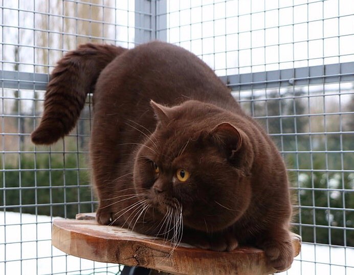 В Германии разводят удивительно красивых котов с шоколадной шубкой