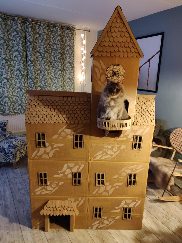 15. "Наш кот и его замок, сделанный из коробок"