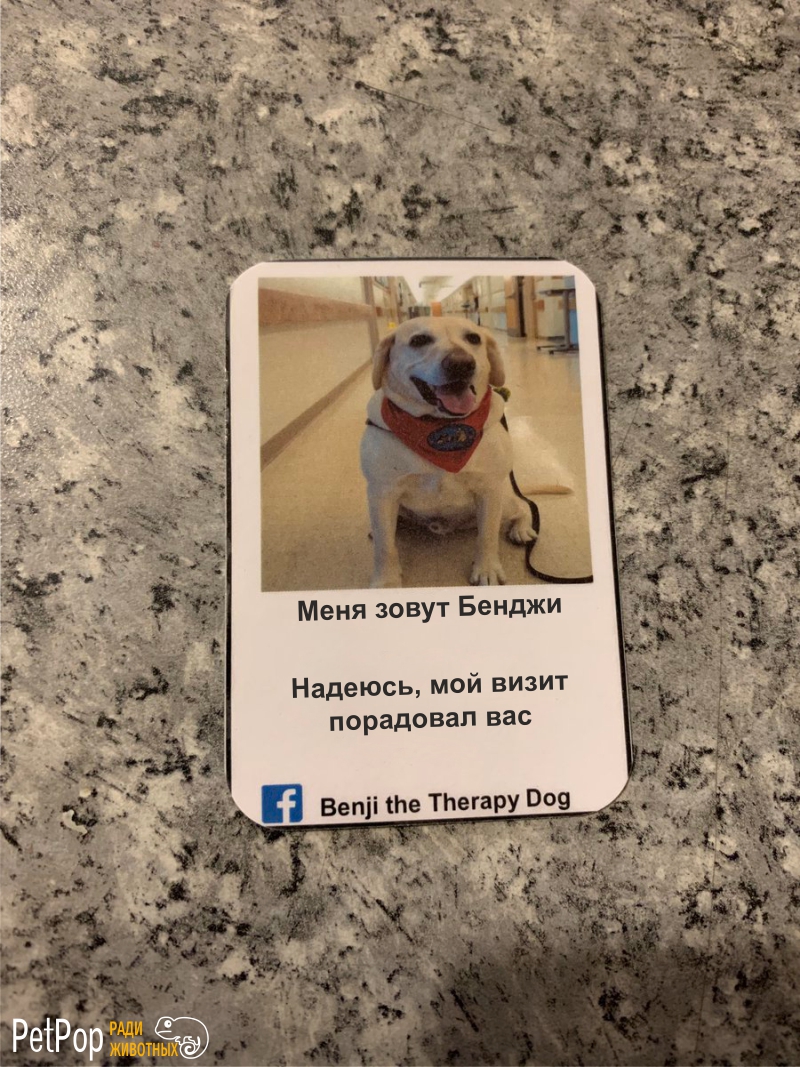"Сегодня на работе получила такую визитку.. от собаки" - написала сотрудница больницы, где работал Бенджи