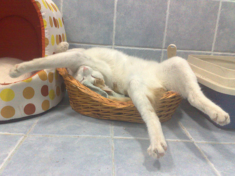 Котоматрица - 4 - Страница 11 Funny-sleeping-cats-11