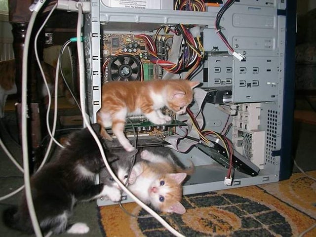 18 смешных фото про непростые отношения кошек с современной техникой
