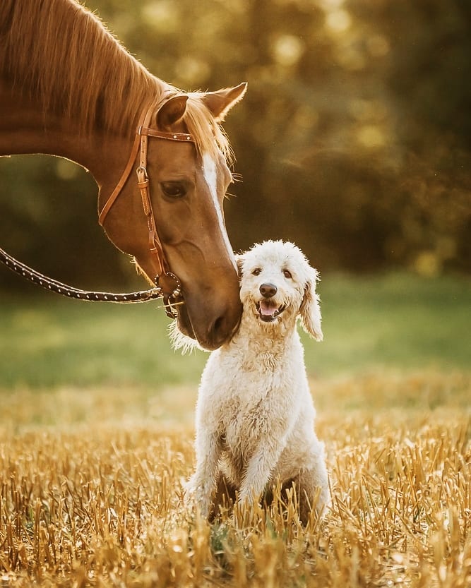 20 удивительных примеров, доказывающих, что животные умеют дружить
