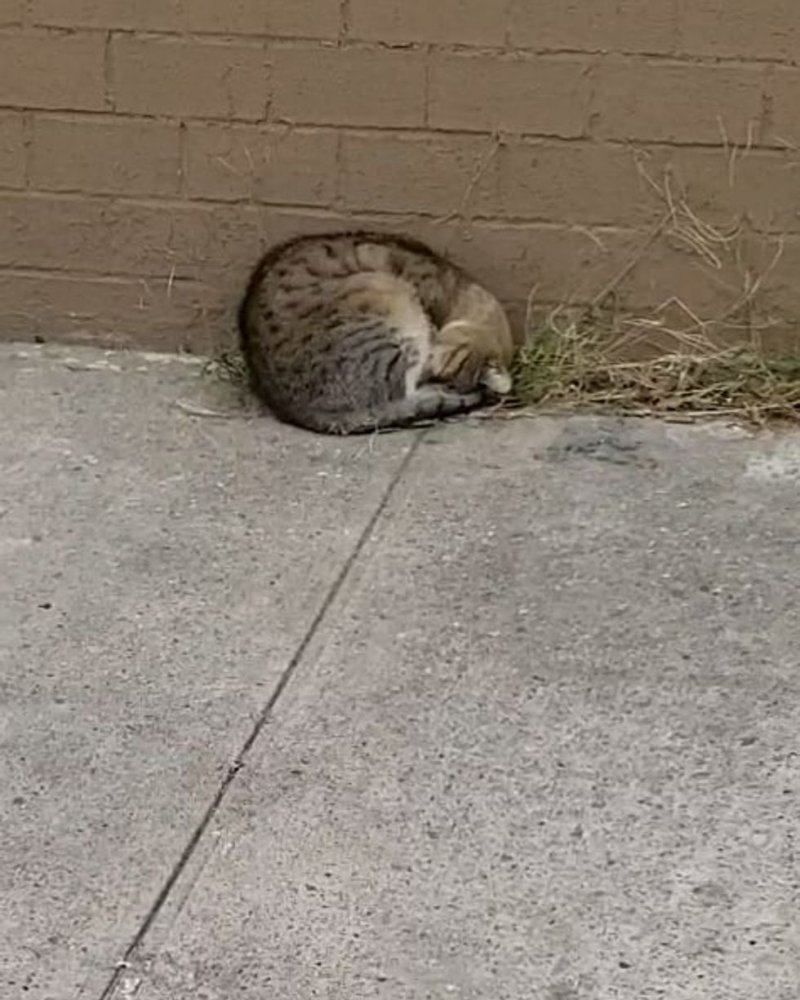 Доверчивый кот лежал у стены здания, свернувшись в клубочек