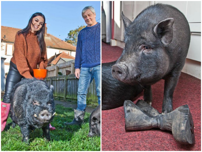 Семья думала, что взяла миниатюрную свинку, а та вымахала до 120 кг