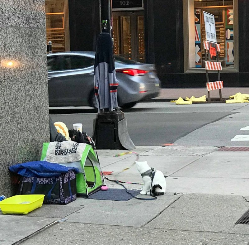 Бездомный мужчина выходил больного котенка, и тот стал его единственным другом