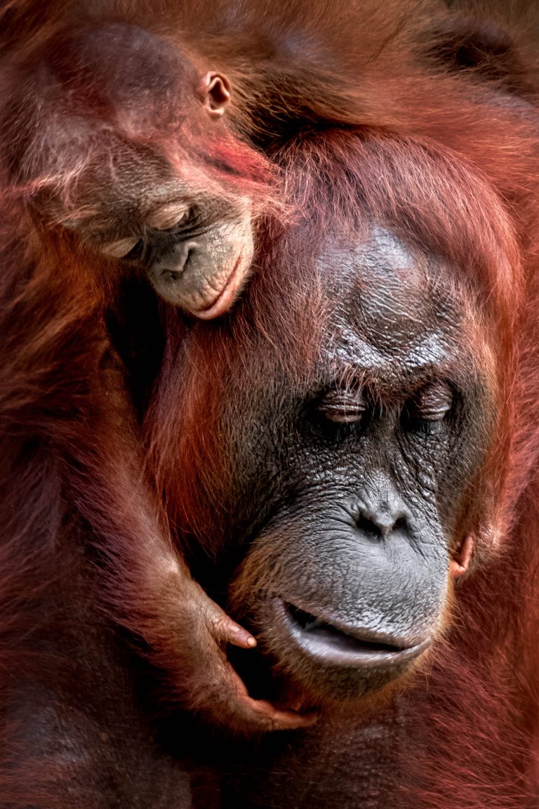 Как люди: нежные фото мамы-орангутана и ее детеныша