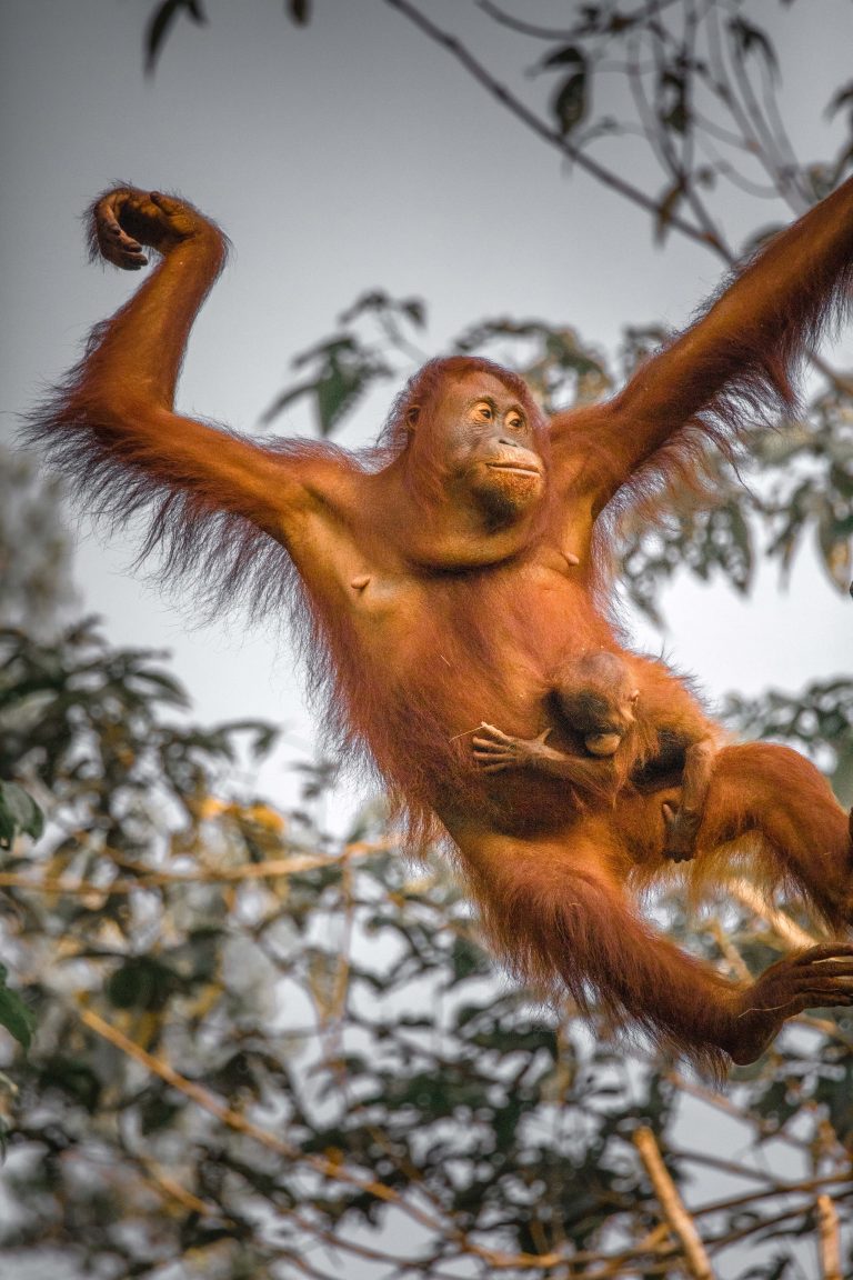 Как люди: нежные фото мамы-орангутана и ее детеныша