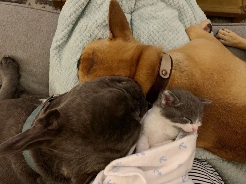 Две собаки пригрели котенка, который так нуждался в тепле
