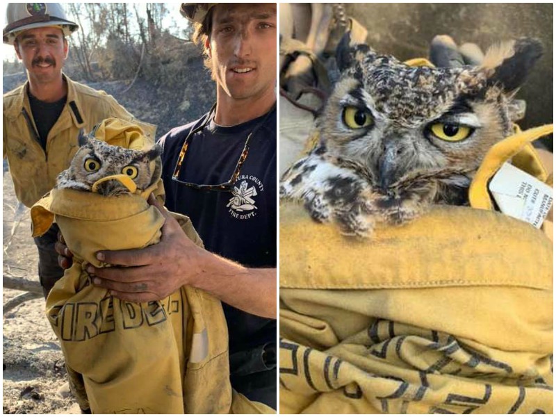 Пожарные спасли недовольную сову из горящего леса