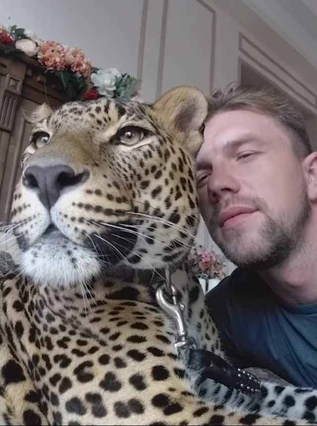 Житель Екатеринбурга вырастил в своем доме ручного леопарда  