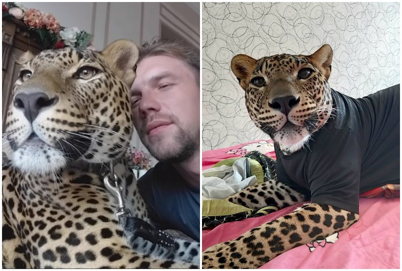 Житель Екатеринбурга вырастил в своем доме ручного леопарда  