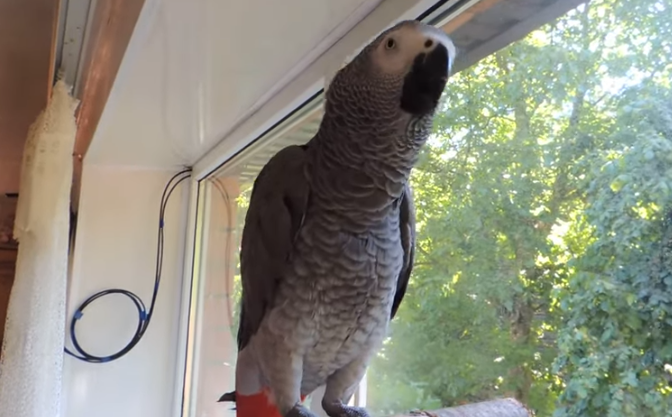 Очень умный попугай отвечает на вопросы о животных