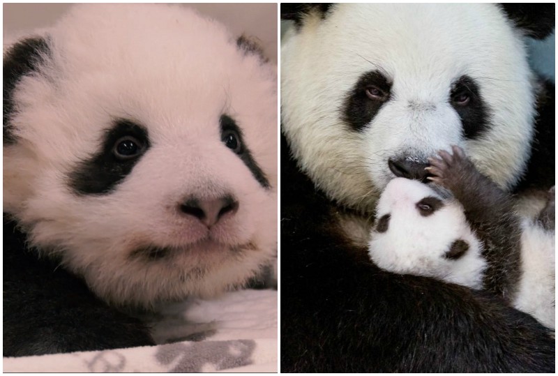 Панды-двойняшки - сокровища берлинского зоопарка