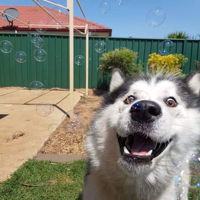 20 свежих позитивных фото из жизни собак, которые обязательно вызовут улыбку