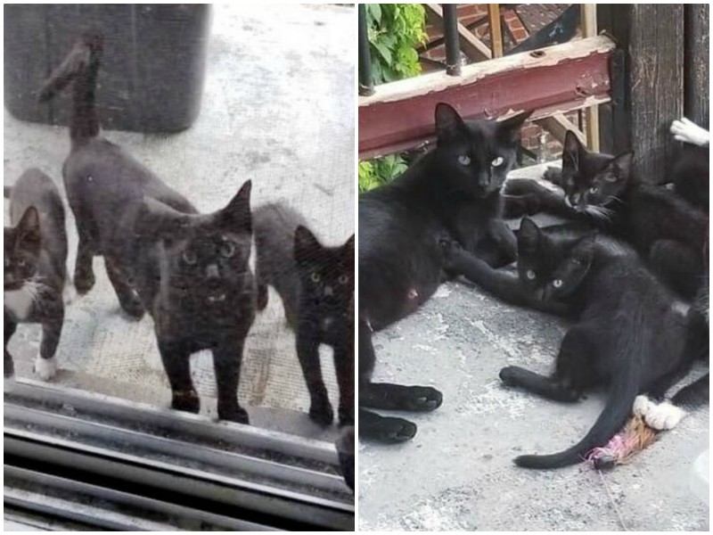 Бродячая кошка привела к порогу семьи своих малышей