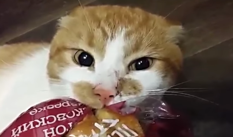 Кот по имени Боря отказывается отдавать хлеб хозяйке