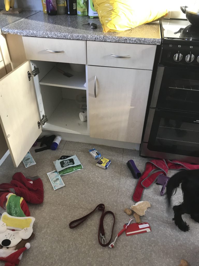 Хозяева оставили собаку на пару часов, а вернулись к хаосу на кухне 