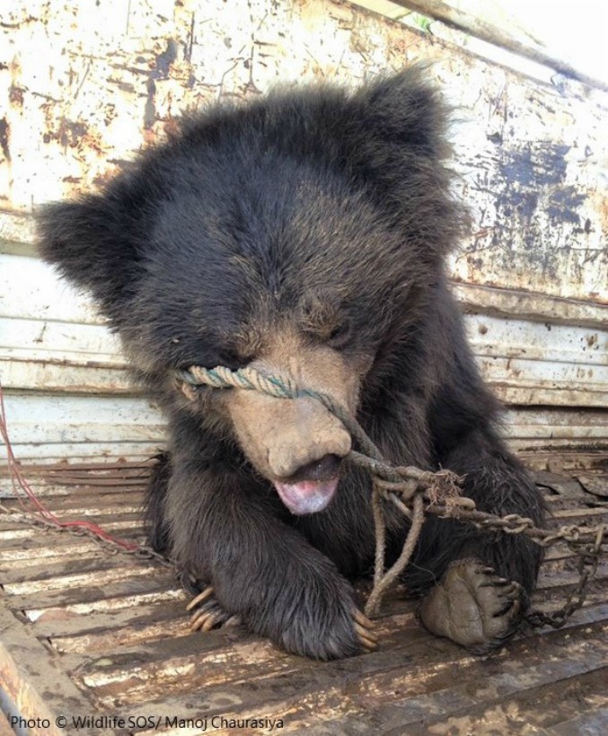 Пострадавшим от рук людей медведям подарили новую жизнь 