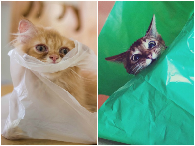 Почему кошки так обожают пакеты?