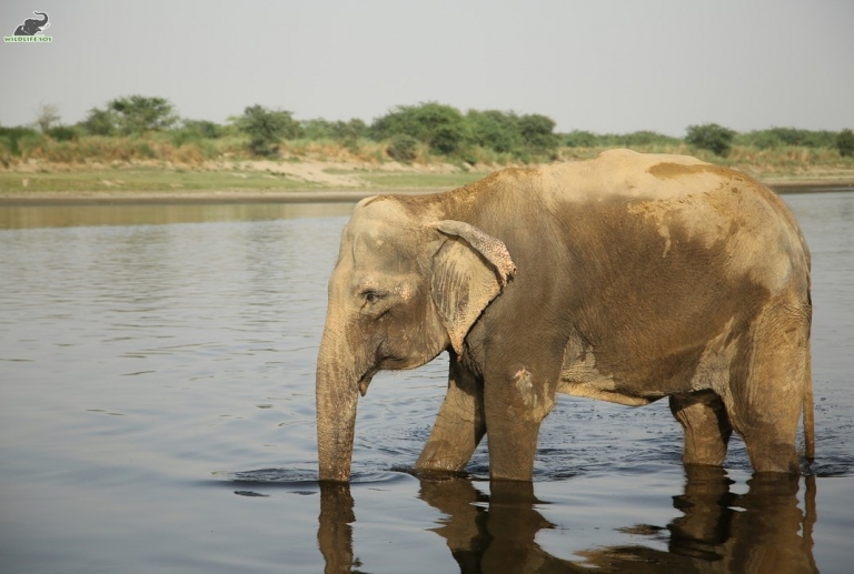 От жизни в кошмарных условиях у слонихи начали отказывать ноги