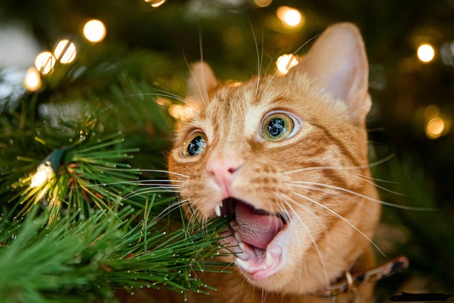 20 потрясающе смешных фото, демонстрирующих любовь котов к новогодним елкам