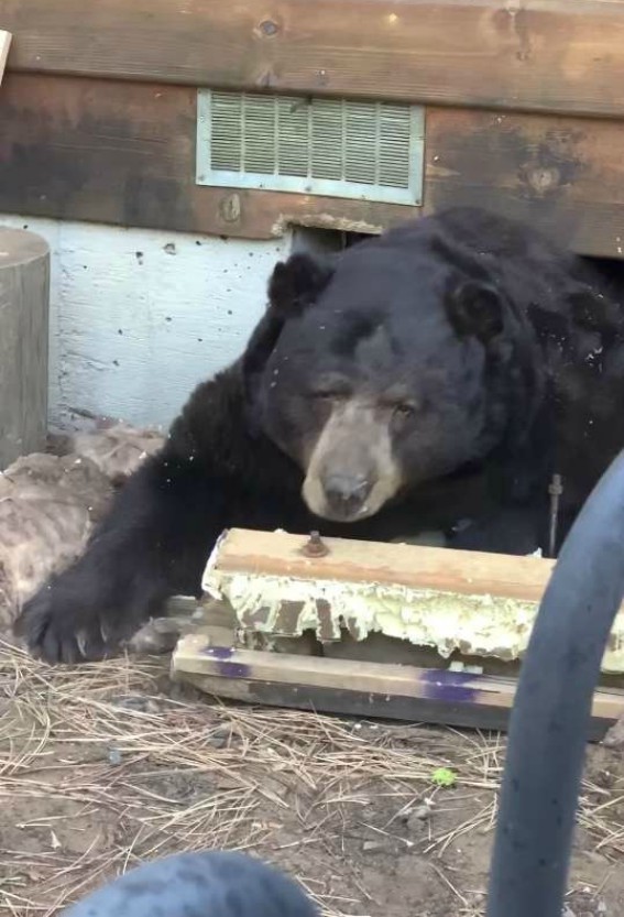 Семья обнаружила под своим домом огромного медведя