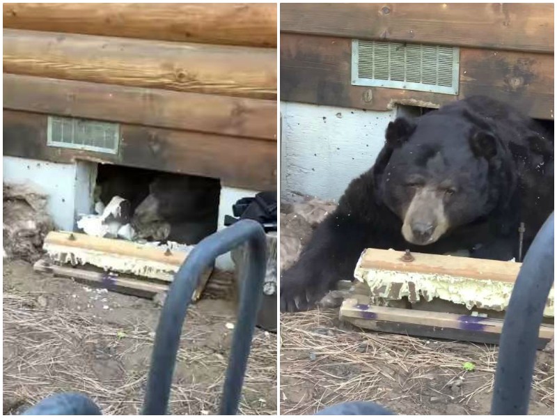 Семья обнаружила под своим домом огромного медведя