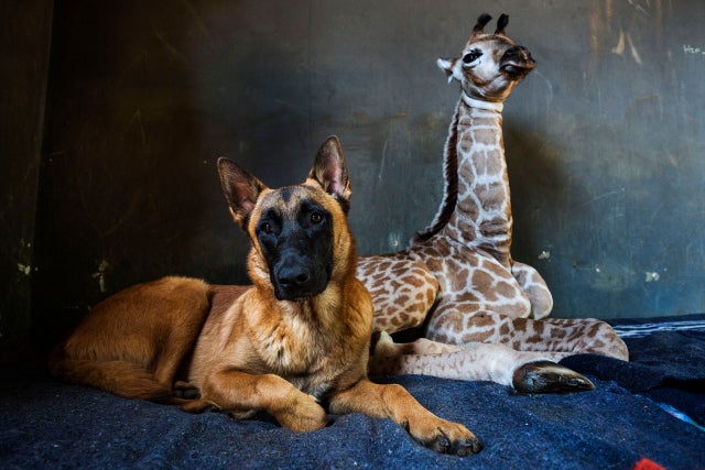 15 очаровательных фотопримеров дружбы животных, которые обязательно заставят улыбнуться